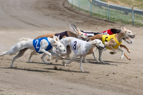 The Thrill of Racing: Horse and Greyhound Racing with Live Streaming Options