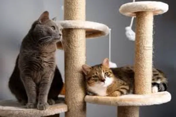 The Ultimate Guide to Cat Climbing Towers and Scratching Posts: Keeping Your Cat Active, Happy, and Your Furniture Safe