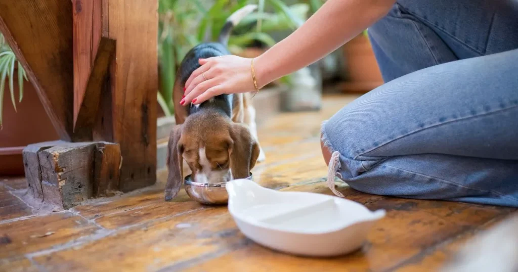 A person's hand gently pets a small beagle puppy as it eats from a silver bowl on a wooden floor, with a white water bowl nearby, illustrating the care of pets that can sometimes inadvertently attract pests if food is left out.
