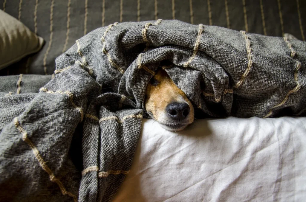 A dog's nose and face peeking out from under a cozy, textured gray blanket on a bed.