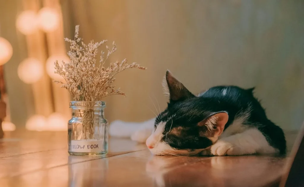 A slumbering black and white cat lies on a wooden surface beside a small vase of dried foliage, with blurred warm lights in the background.