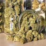 Several large glass jars filled with dried cannabis buds, with one jar tipped over and spilling some of the buds onto a wooden surface.