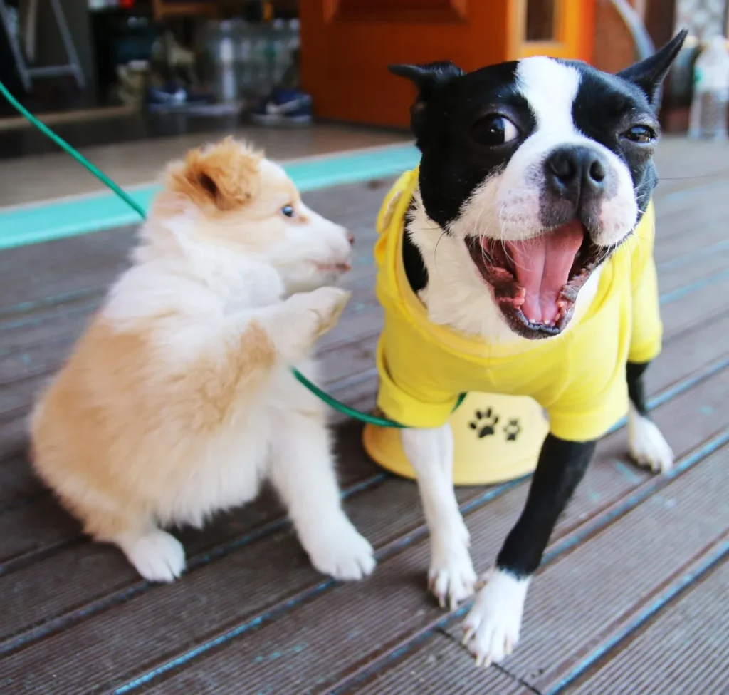A small, cream-colored puppy playfully interacting with an excited Boston Terrier wearing a yellow shirt, both on a leash outdoors.