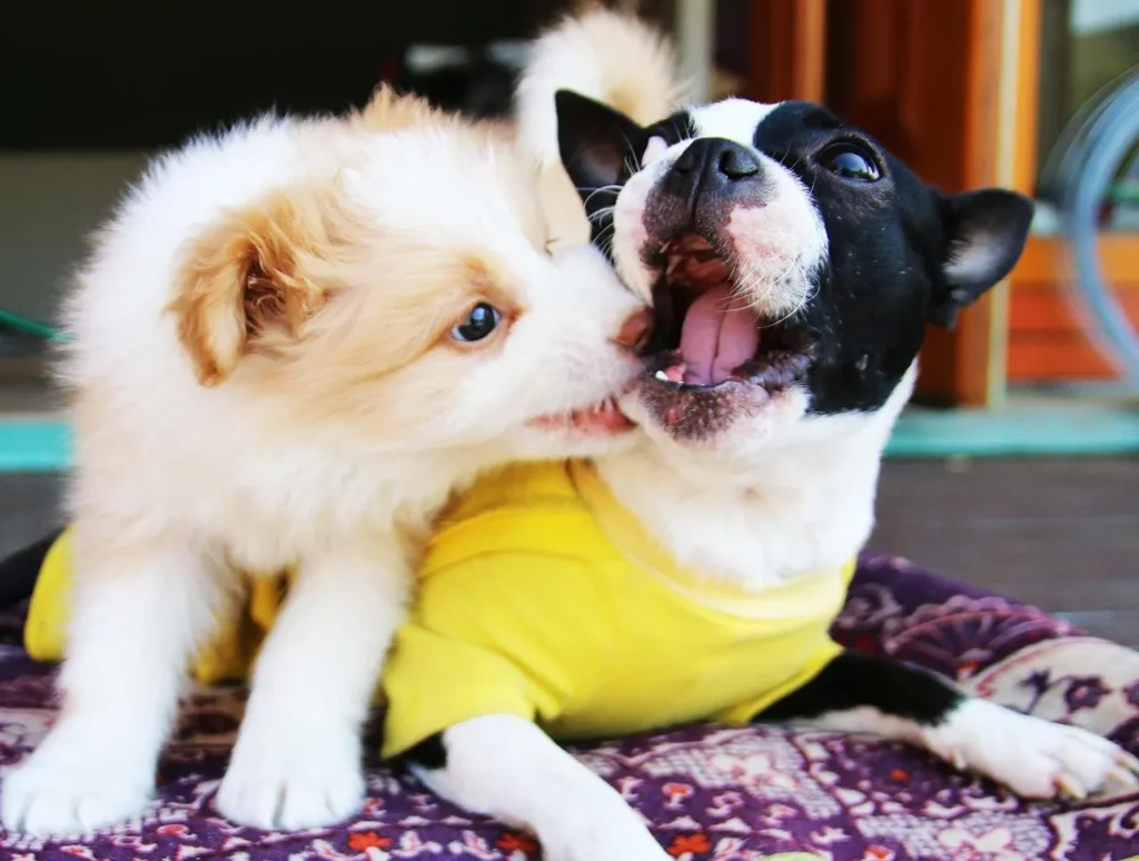 A tiny cream-colored puppy playfully nipping at the ear of an excited Boston Terrier wearing a yellow shirt, both on a patterned blanket.